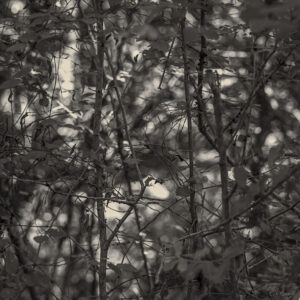 Costas Papageorgiou - Portrees - 9148