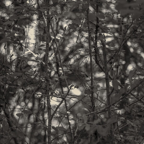 Costas Papageorgiou - Portrees - 9148
